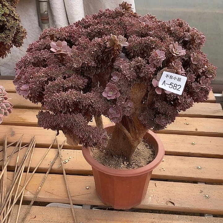 582 玫瑰缀宽38 公分