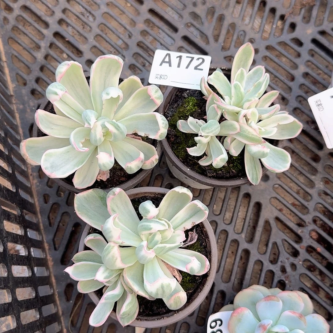 梦***有伯克利锦A172号yuio