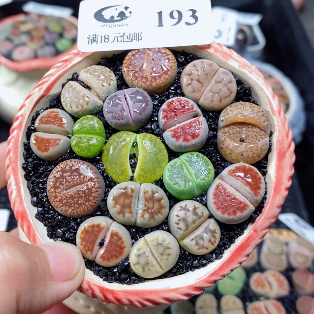 193生石花花花花开