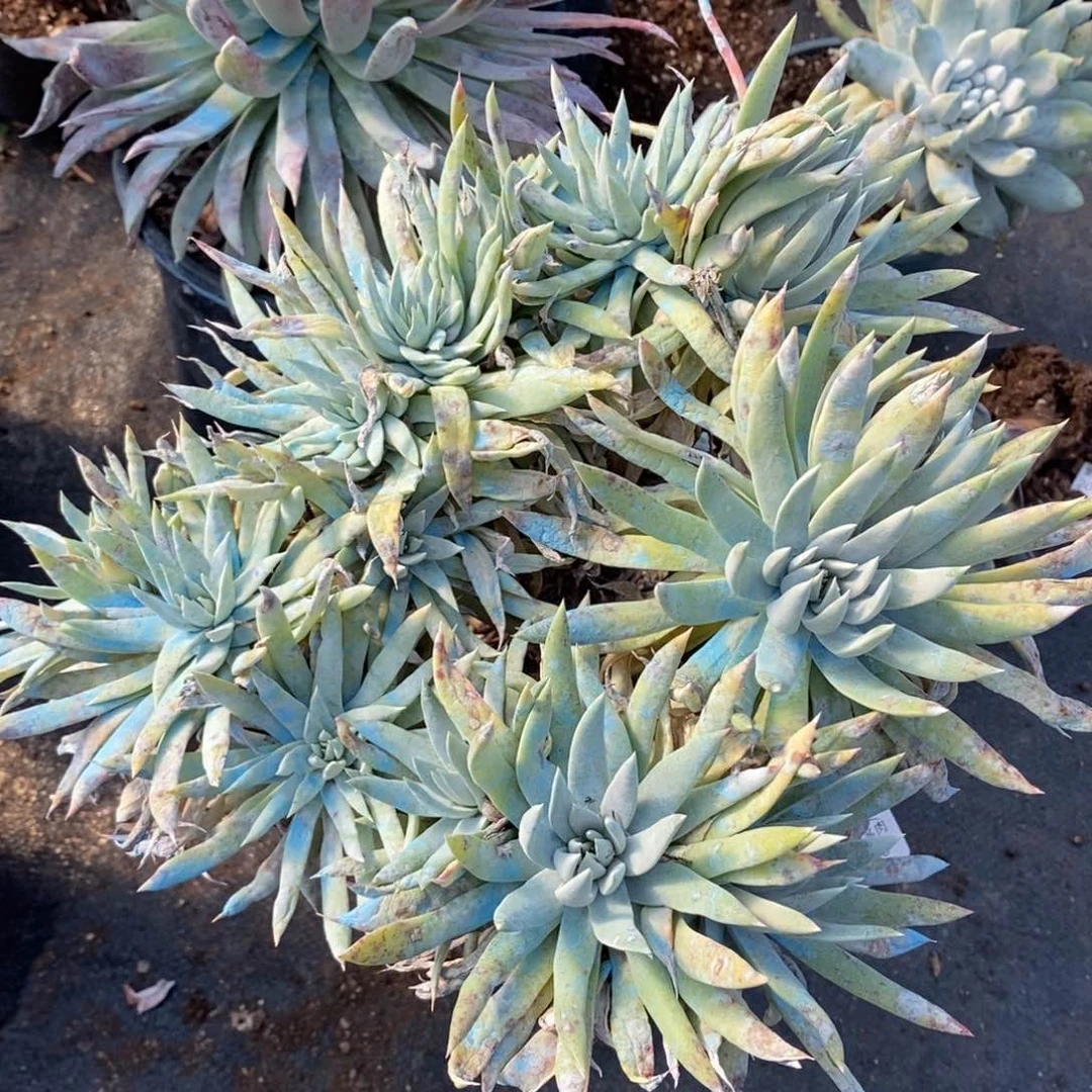 55号雪奴大群粗腿子