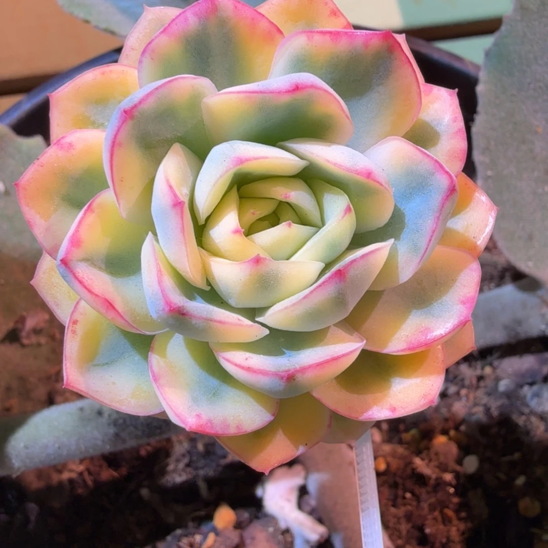 望月锦，锦上园艺一物一拍