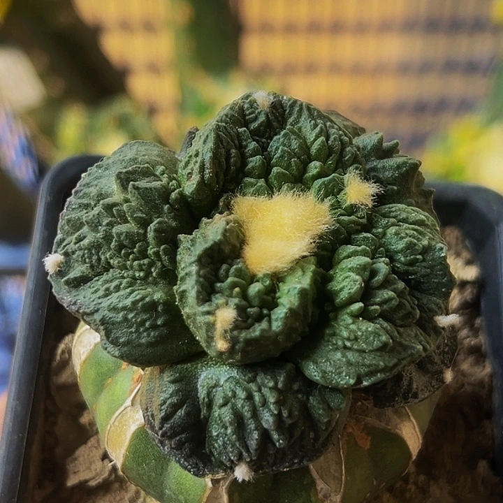 无花朵福利颗粒大尤怒涛牡丹599