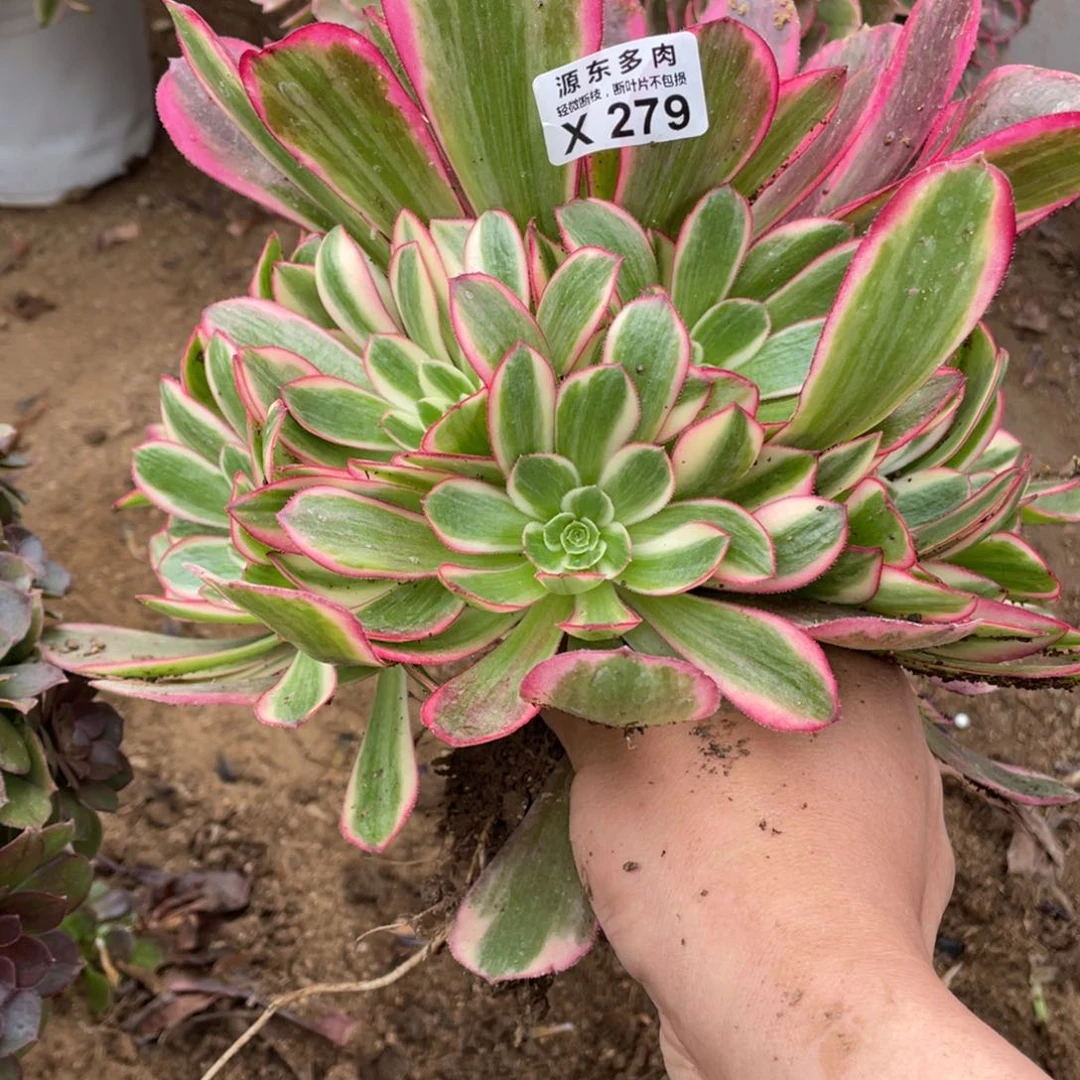 凤冠多肉法师断枝不包