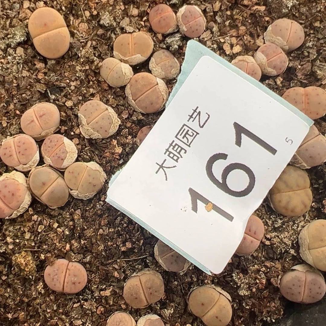 00000161量拍惜春3颗尺寸不大
