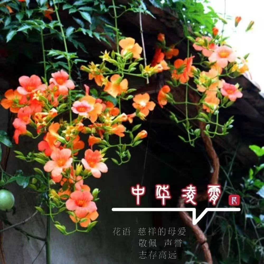美国凌霄花苗爬藤植物庭院绿化攀援植物室内树桩老桩花卉凌霄树