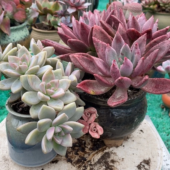 ****桃花源朵缀无砍多肉