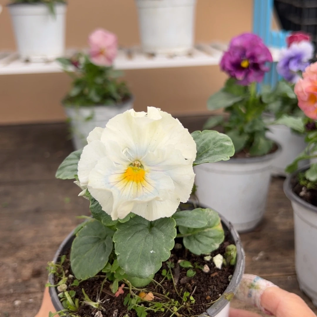 【闪购商品】完全开放208号