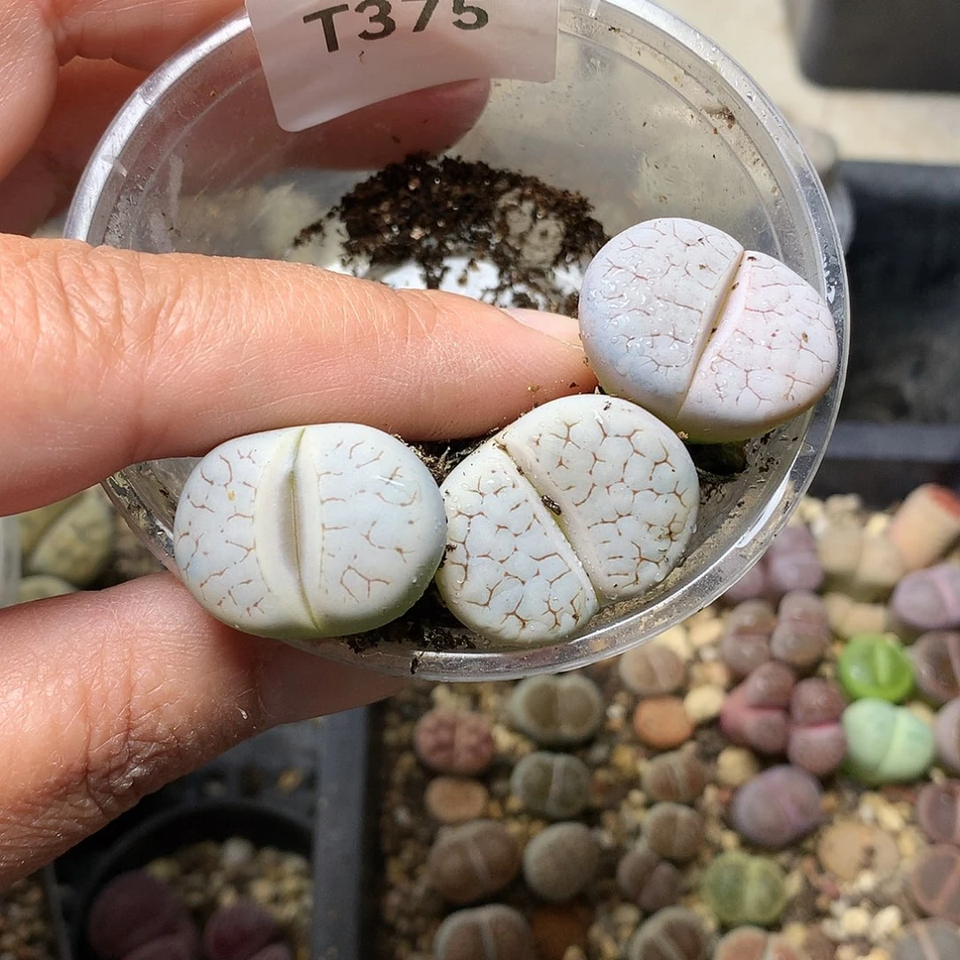 T375多肉植物保护