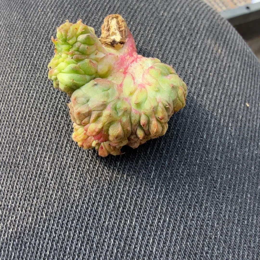 无*多肉植物多肉植物