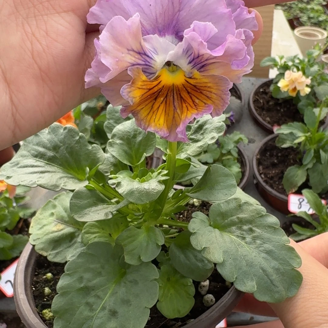 大部分花苞少量开放863