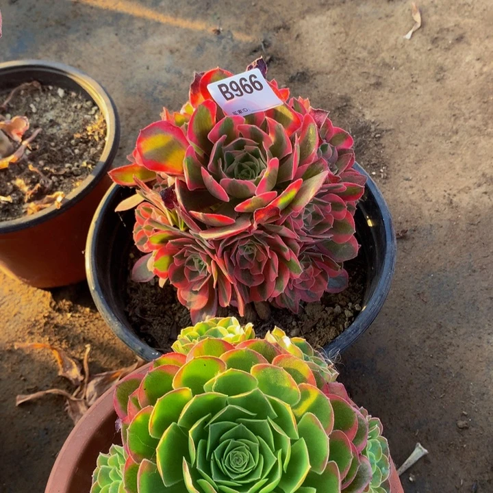 全部花朵966粉女巫组合奶白锦