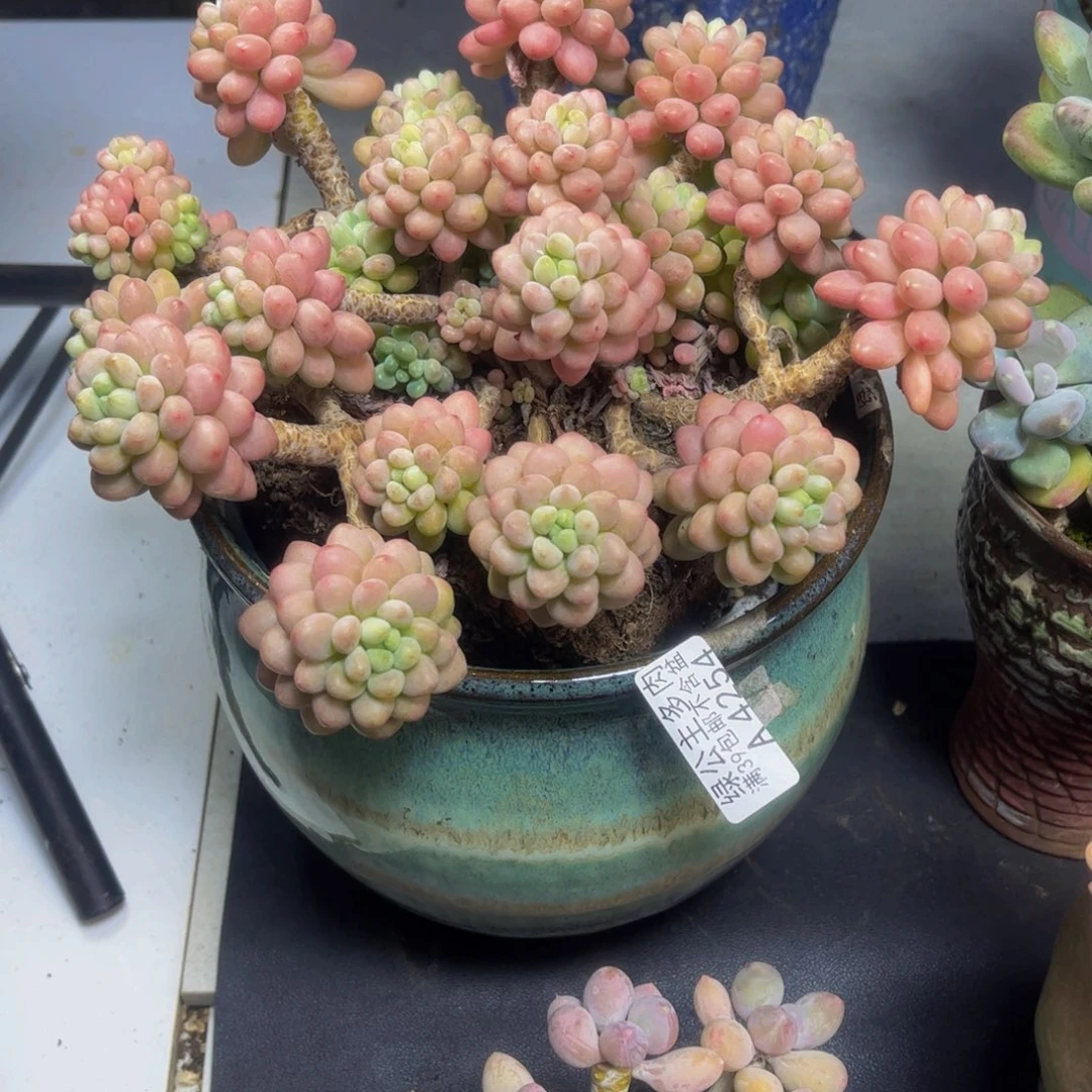 爱***婷鱼子酱4252/20cm多肉