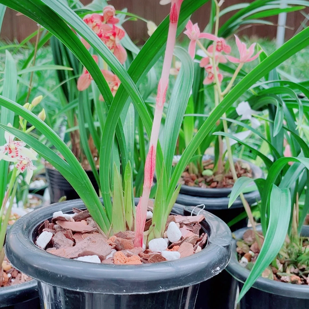 用***4完全开放一物一拍漂亮开花