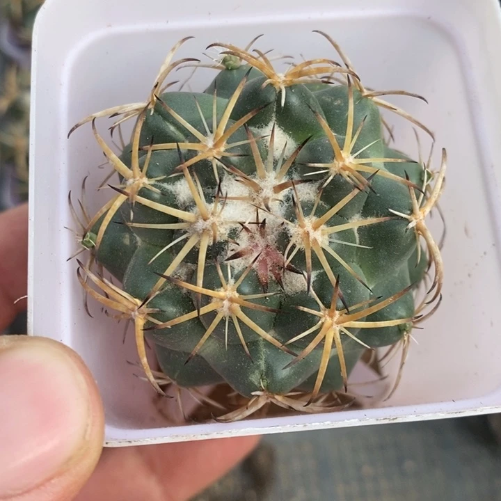实生天丝象牙特价