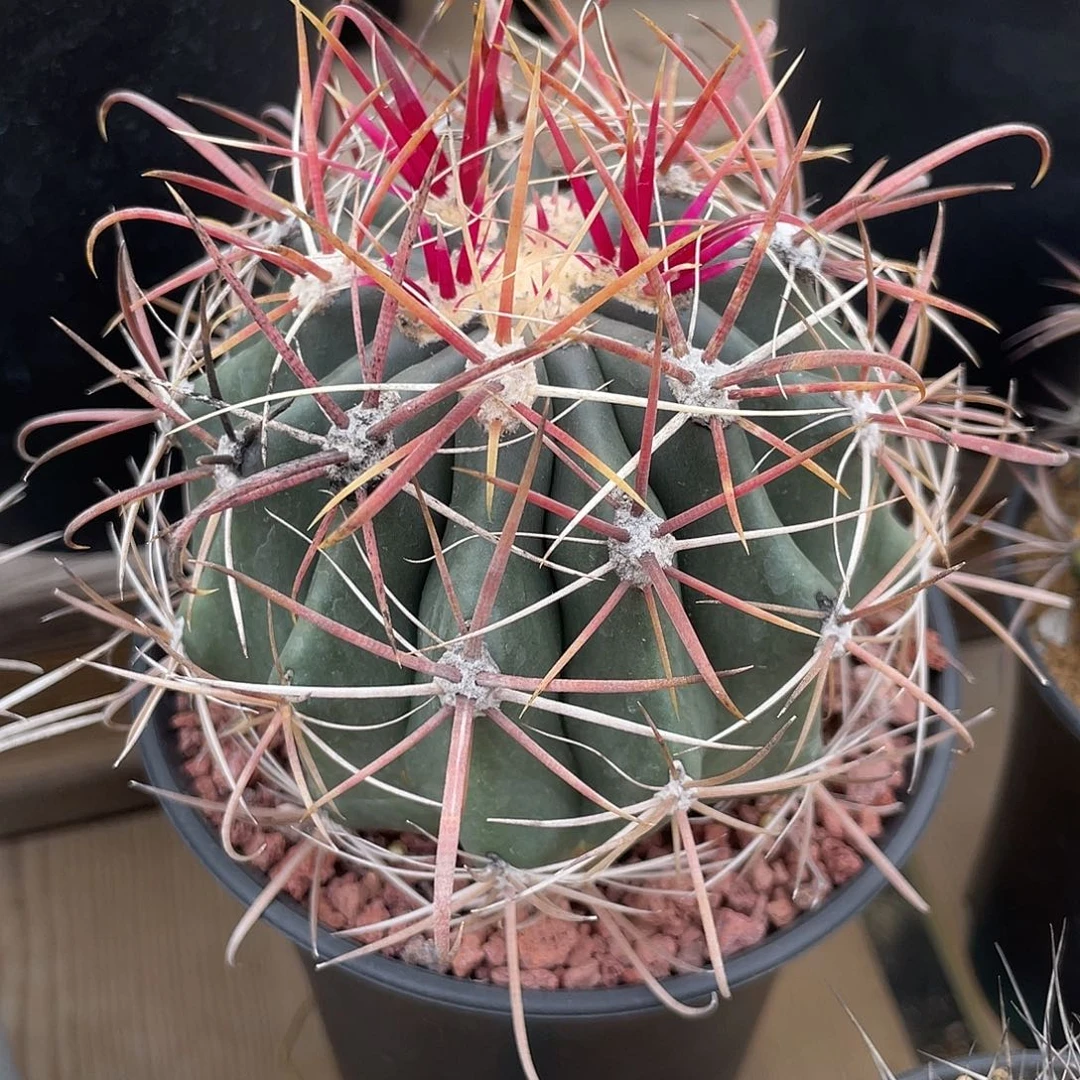 仙人球强刺球属赤刺金冠龙实生9.5厘米