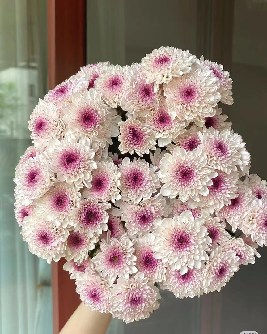 三岁花集-多头小雏菊马蒂斯（一单中通两单顺丰冷链包邮）