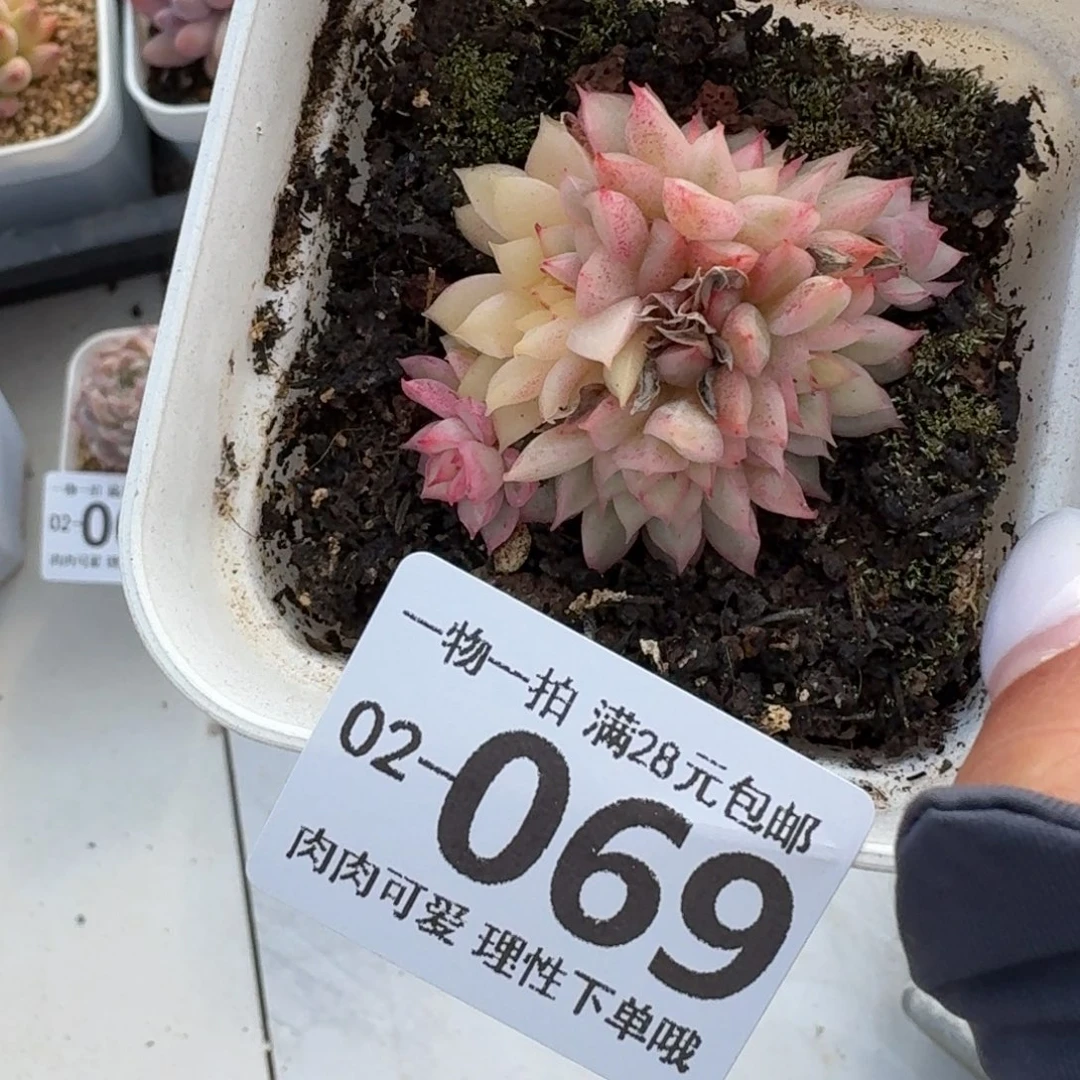 女雏锦多肉无盆土发货无