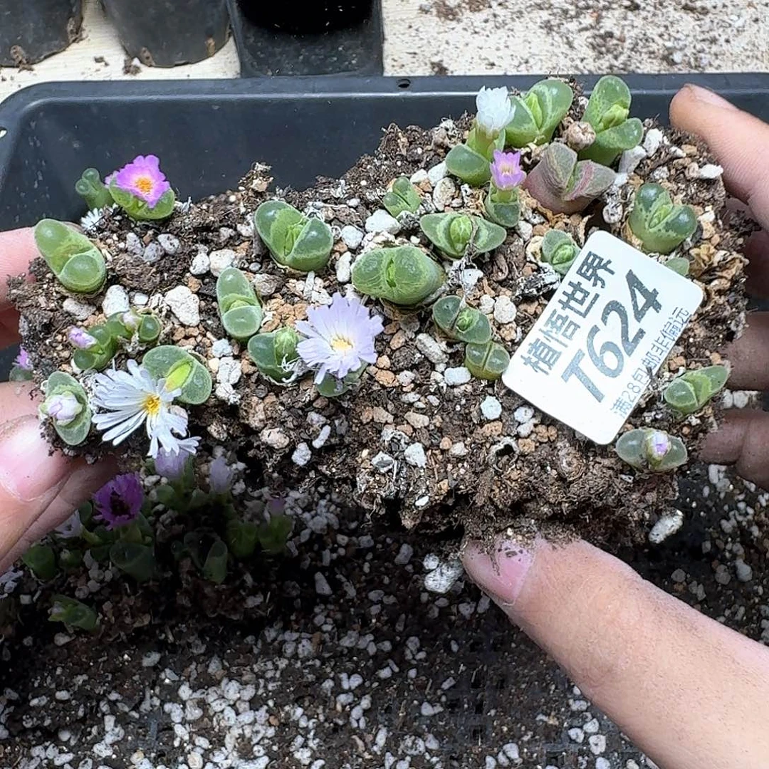 多肉植物的润泽rgb