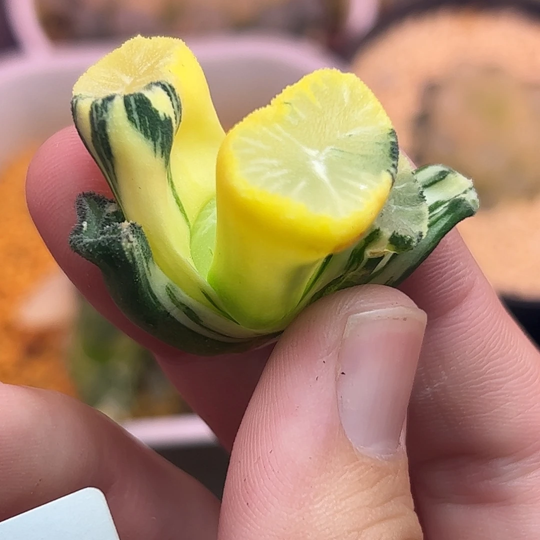 779花玲锦十二卷多肉植物