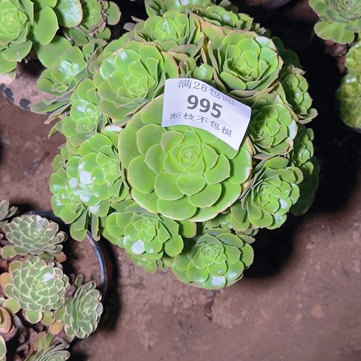 995辛尼亚多肉植物