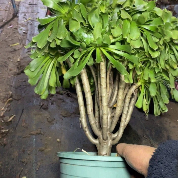 75原始绿法师多肉植物多肉