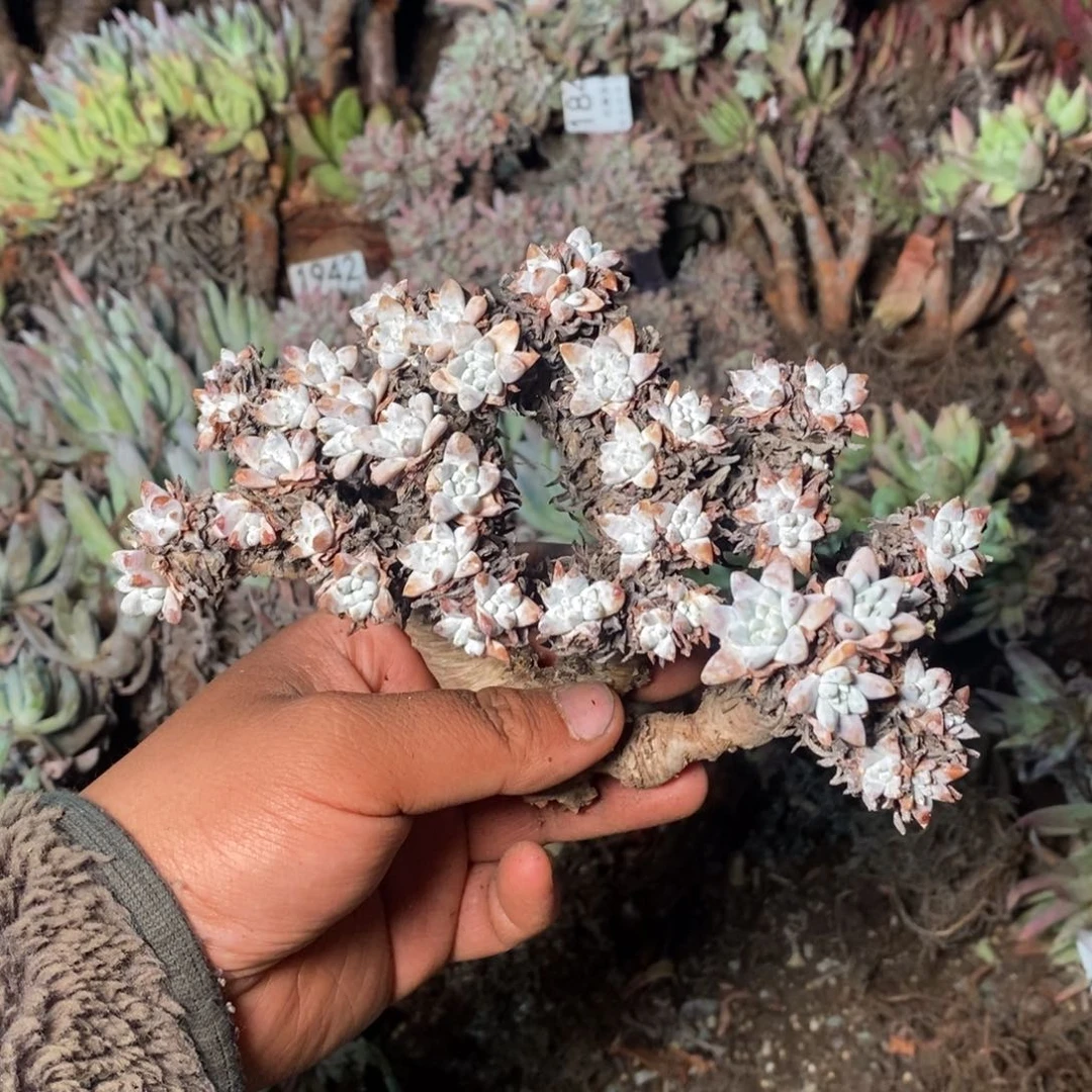 2042哈哈哈哈哈哈哈哈哈