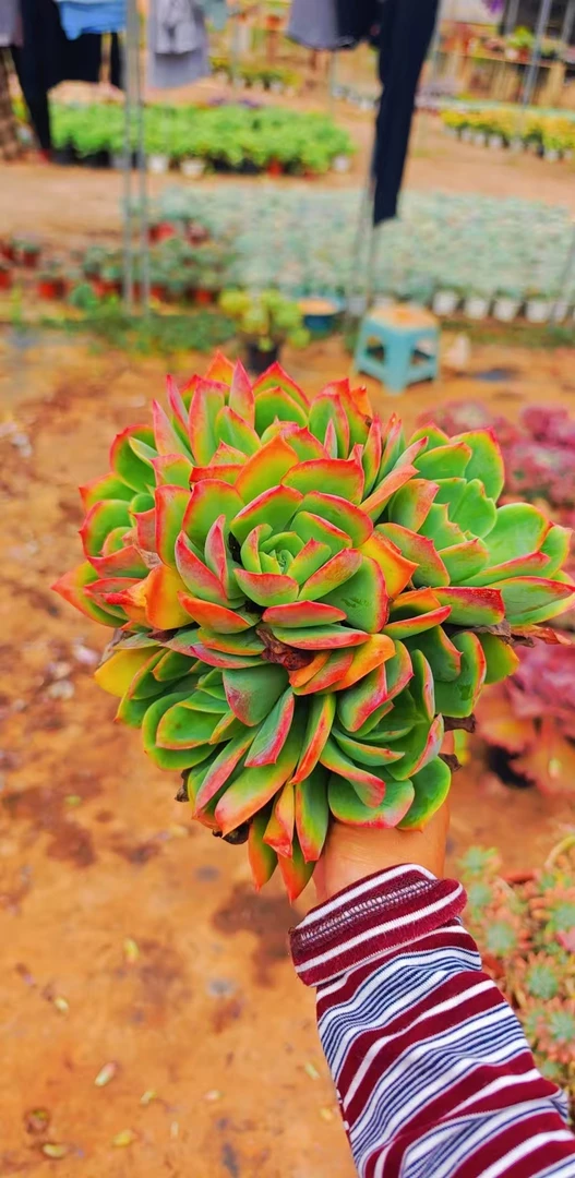 仙仙大绮罗（脱土发货）多肉植物