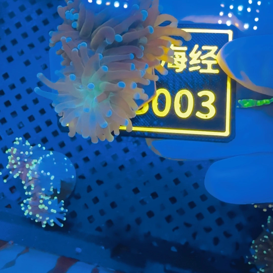****。纽扣珊瑚晓晓不包邮脱藻绿火柴B003