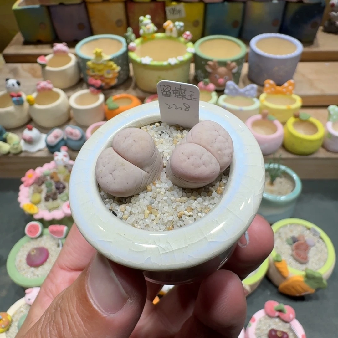 蘑菇1058留碟多肉植物