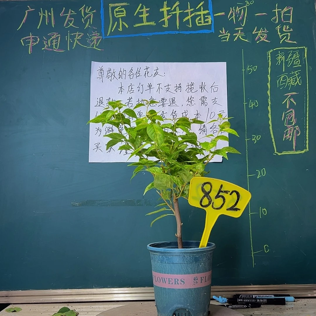 当前无花栽培后可以开花沙斑女郎852