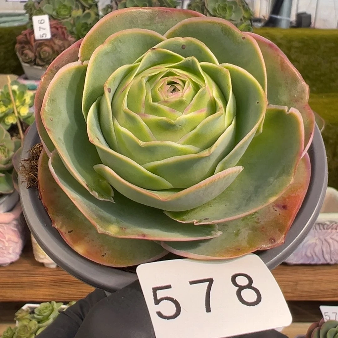 578禧桃优选福利6厘米