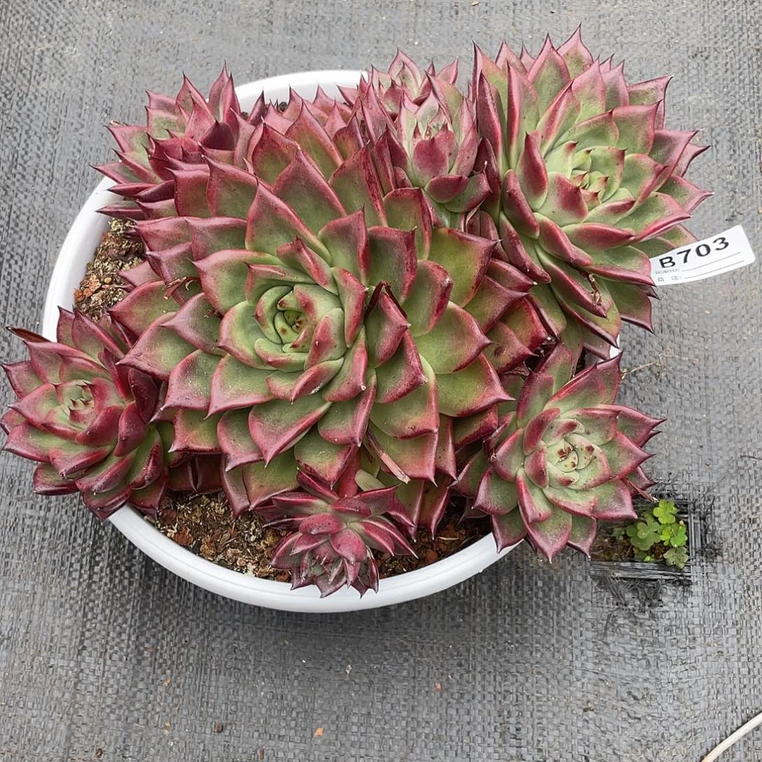 若如东云单拍B703