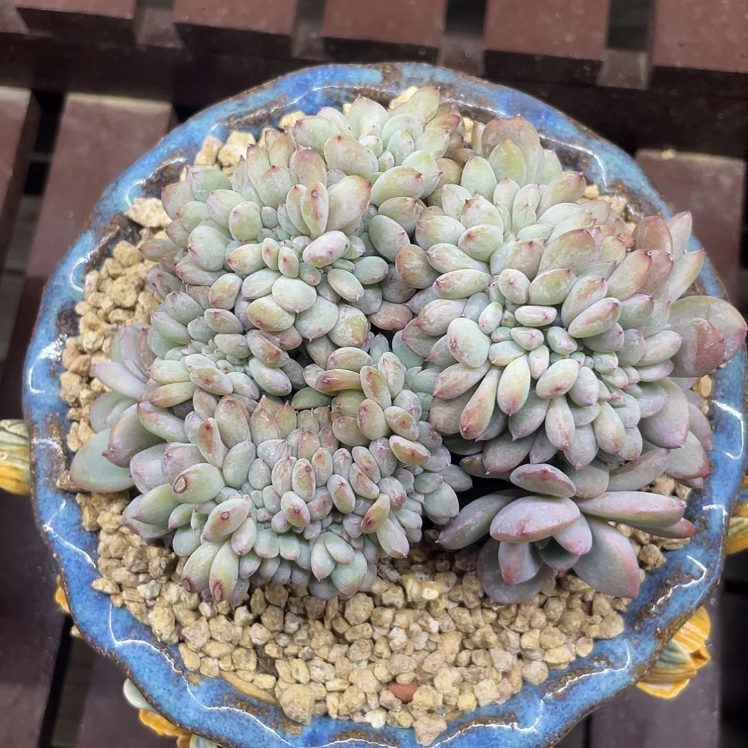 满天星星影缀化。