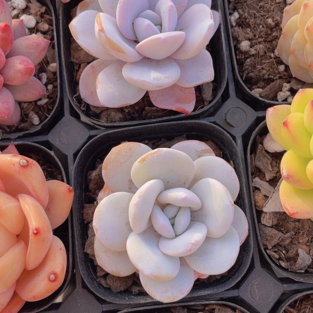 1681号宽叶全状态雪莲一个