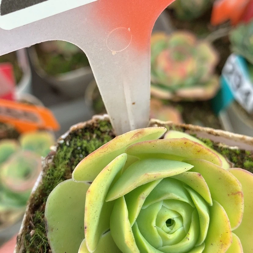 【闪购商品】yjj213