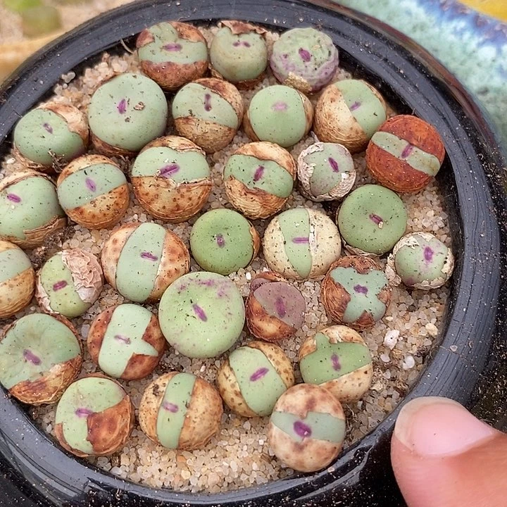 21513小红嘴一颗   样本