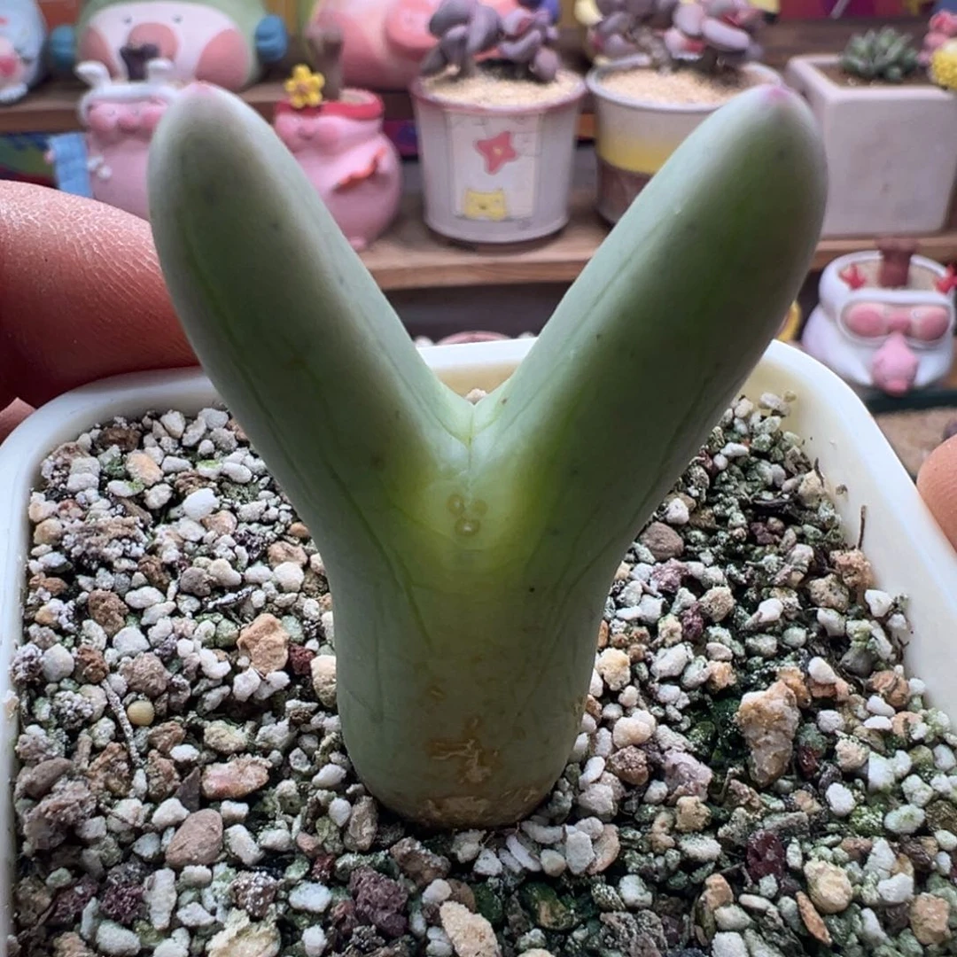 22优选0136皮卡丘大单