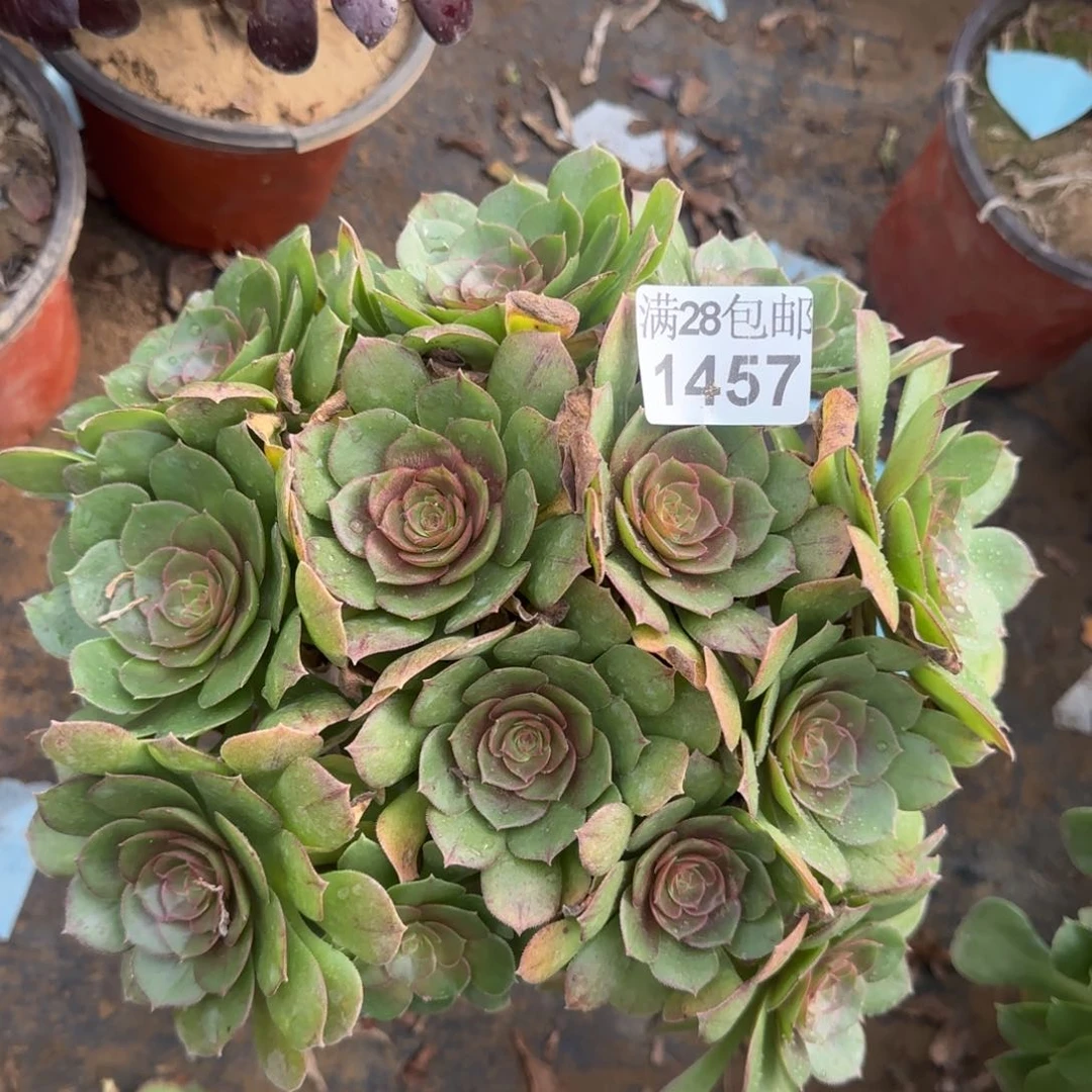 沙拉万多肉瑕疵1457满28包邮断枝不包