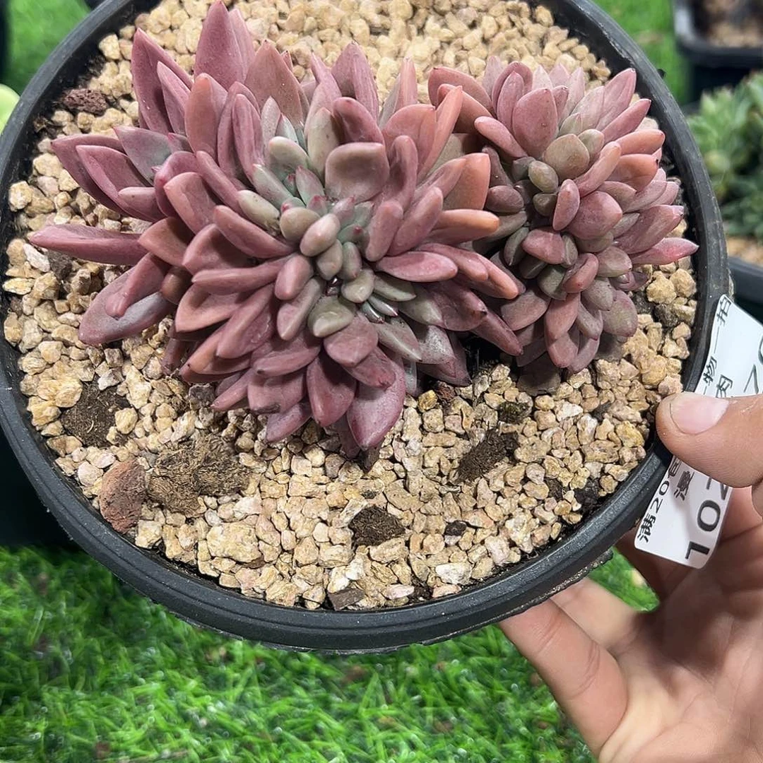 1028070 桃花源缀