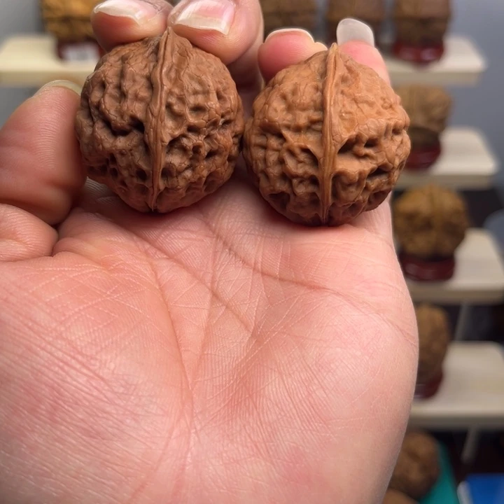 核桃龙脊舍利34尺