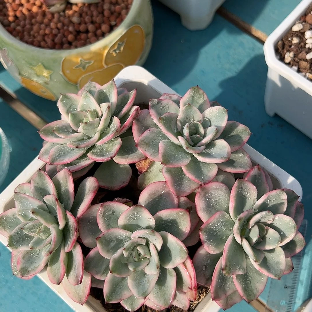 奶油黄桃锦群，可能有砍