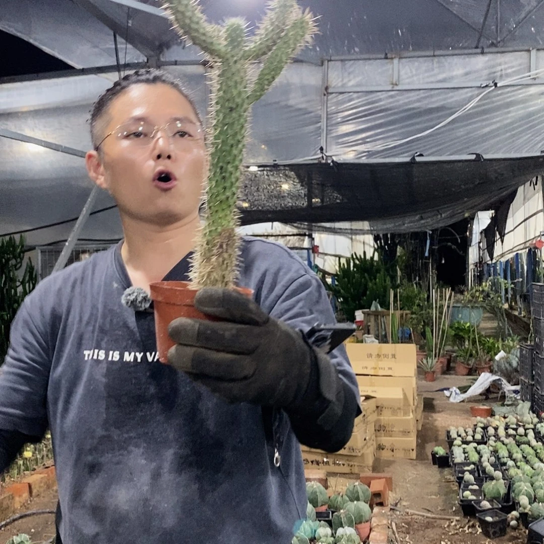 30公分泰迪熊侧枝会掉
