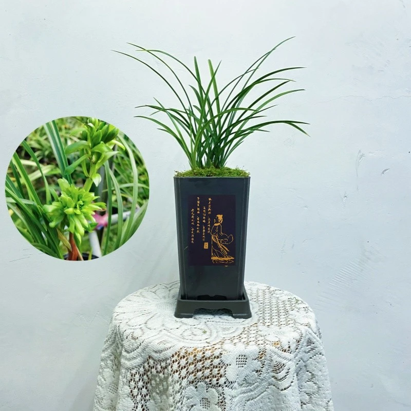 【翡翠玲珑】春兰奇花开花浓香型兰花苗好养勤花勤芽绿植盆栽