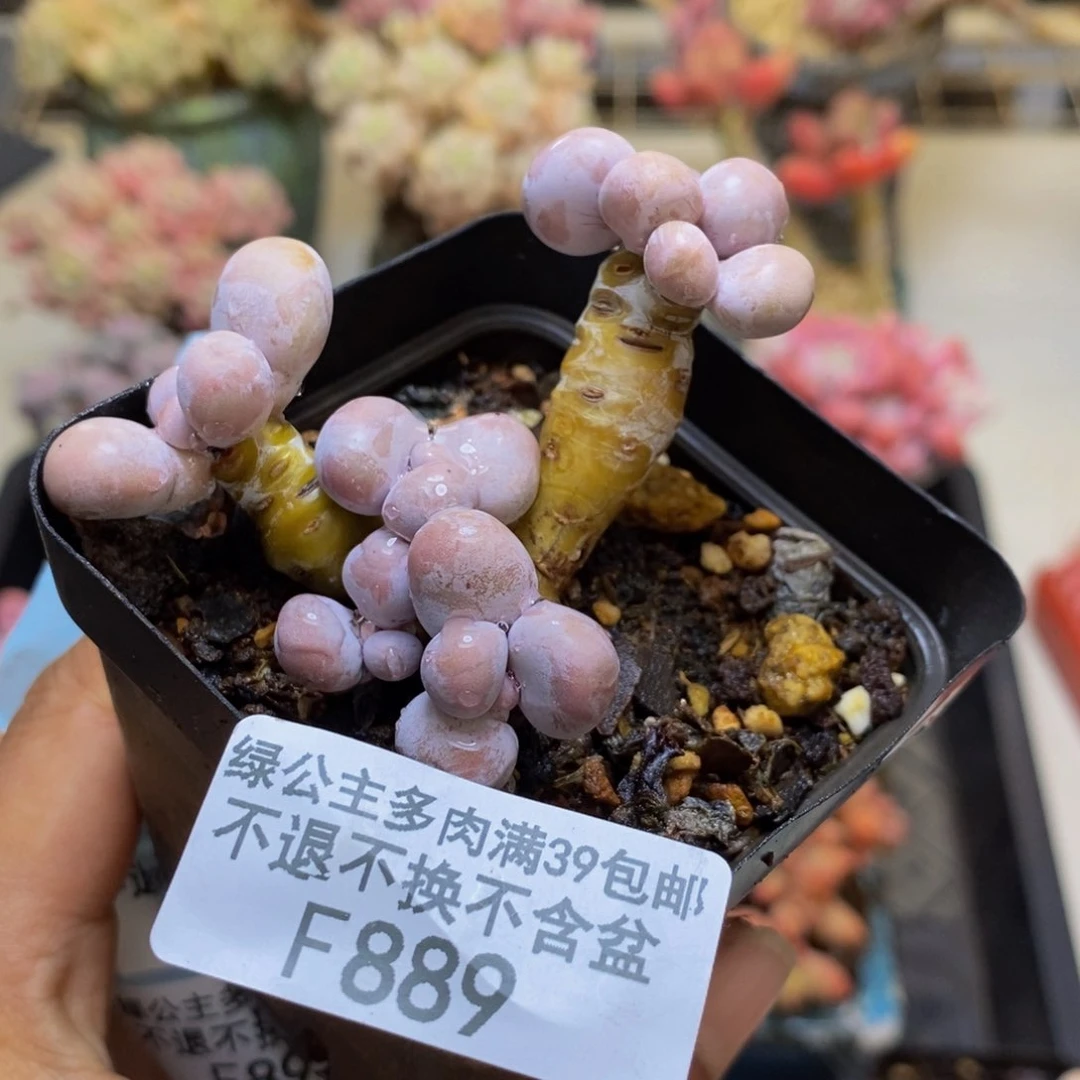 889橙奶多肉肉3c m