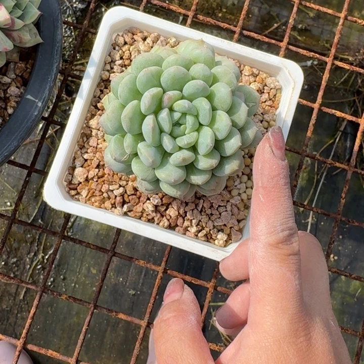 七仙女叠叶多肉植物绿植