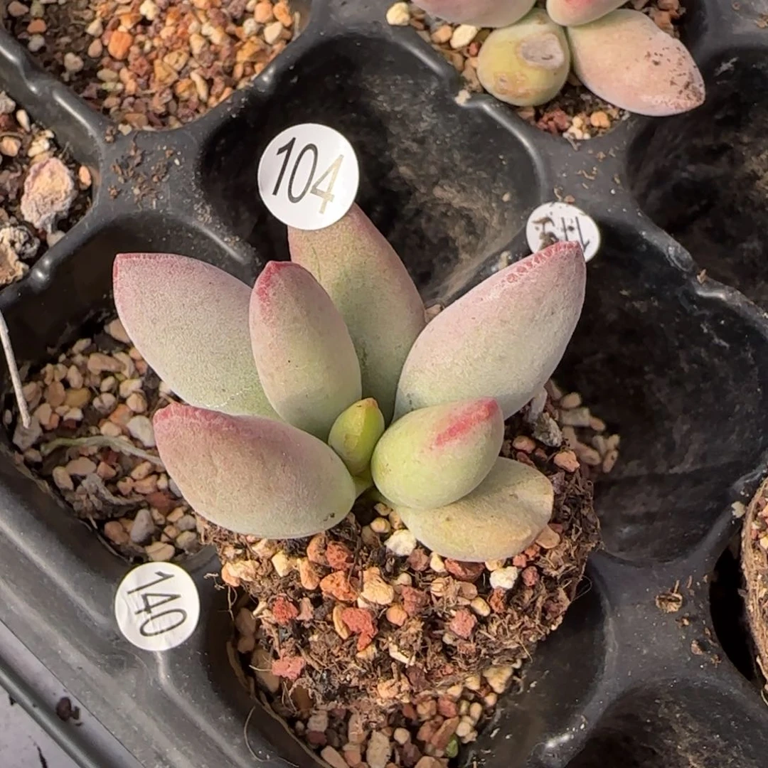 y**o仙桃水泡多肉植物水泡104