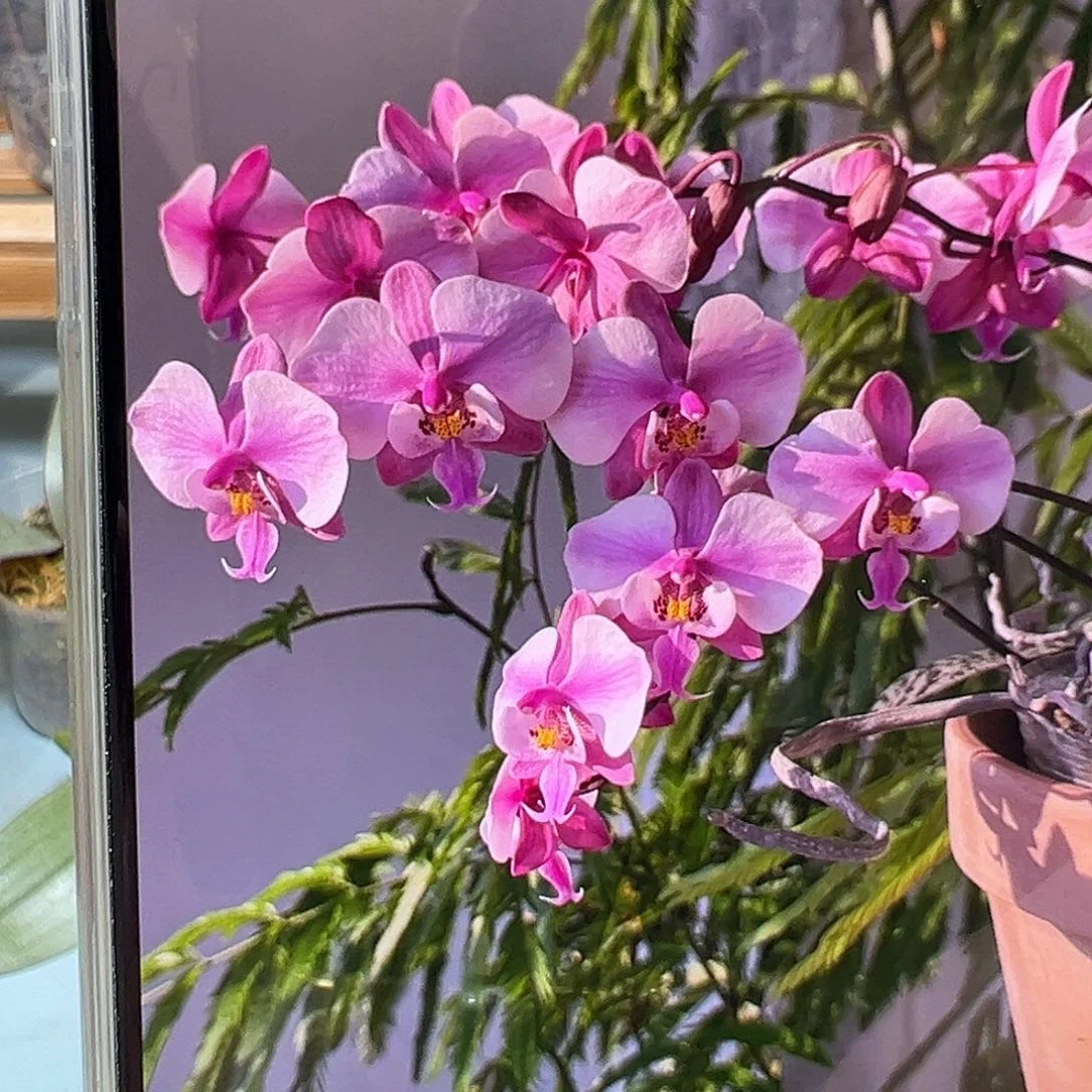 大部分开放少量花苞