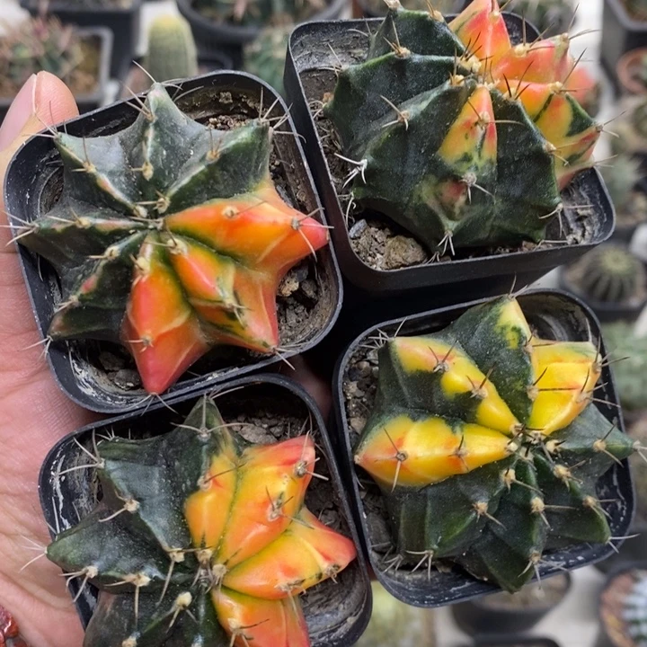 实生牡丹锦四颗特价