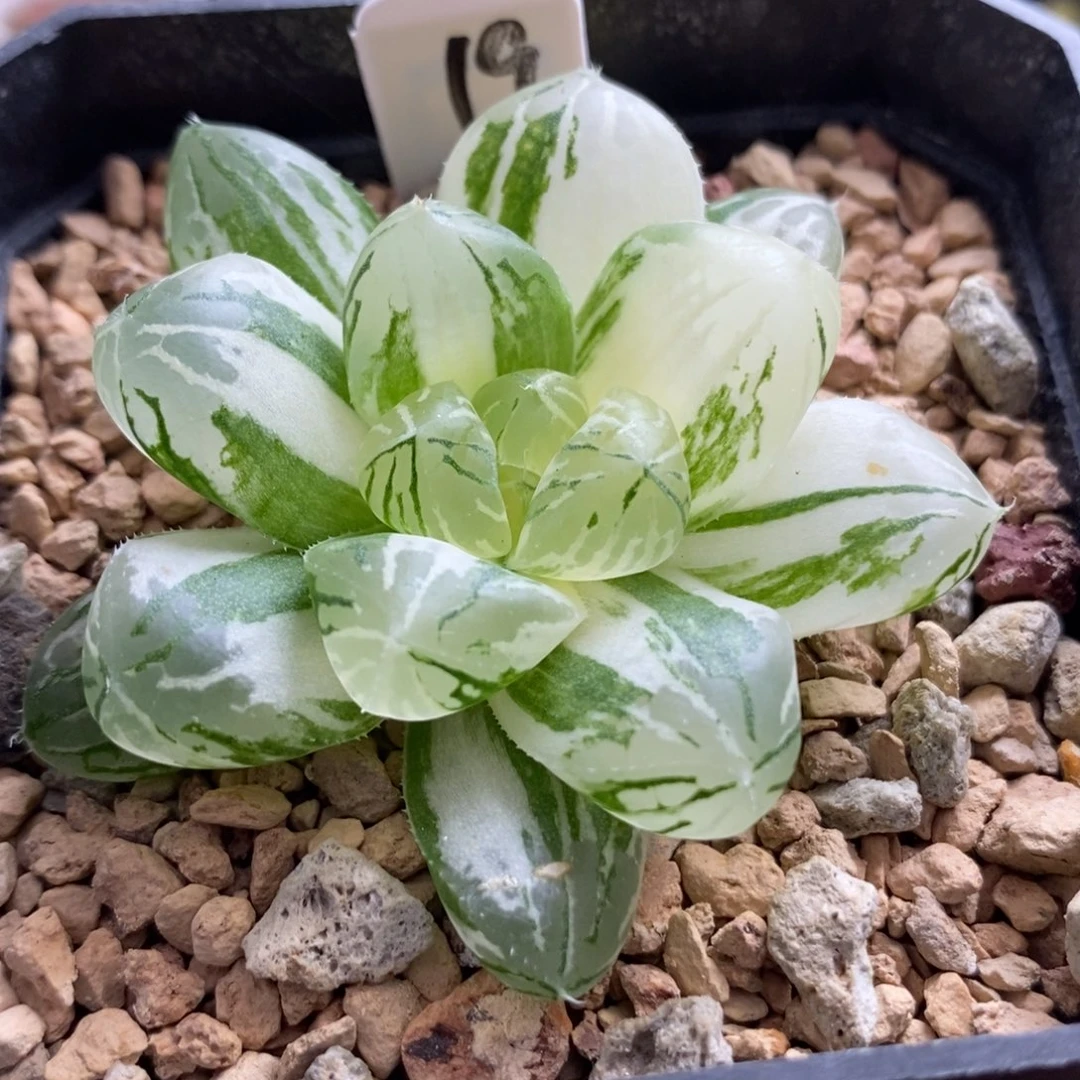 19苏州玉露锦一物一拍