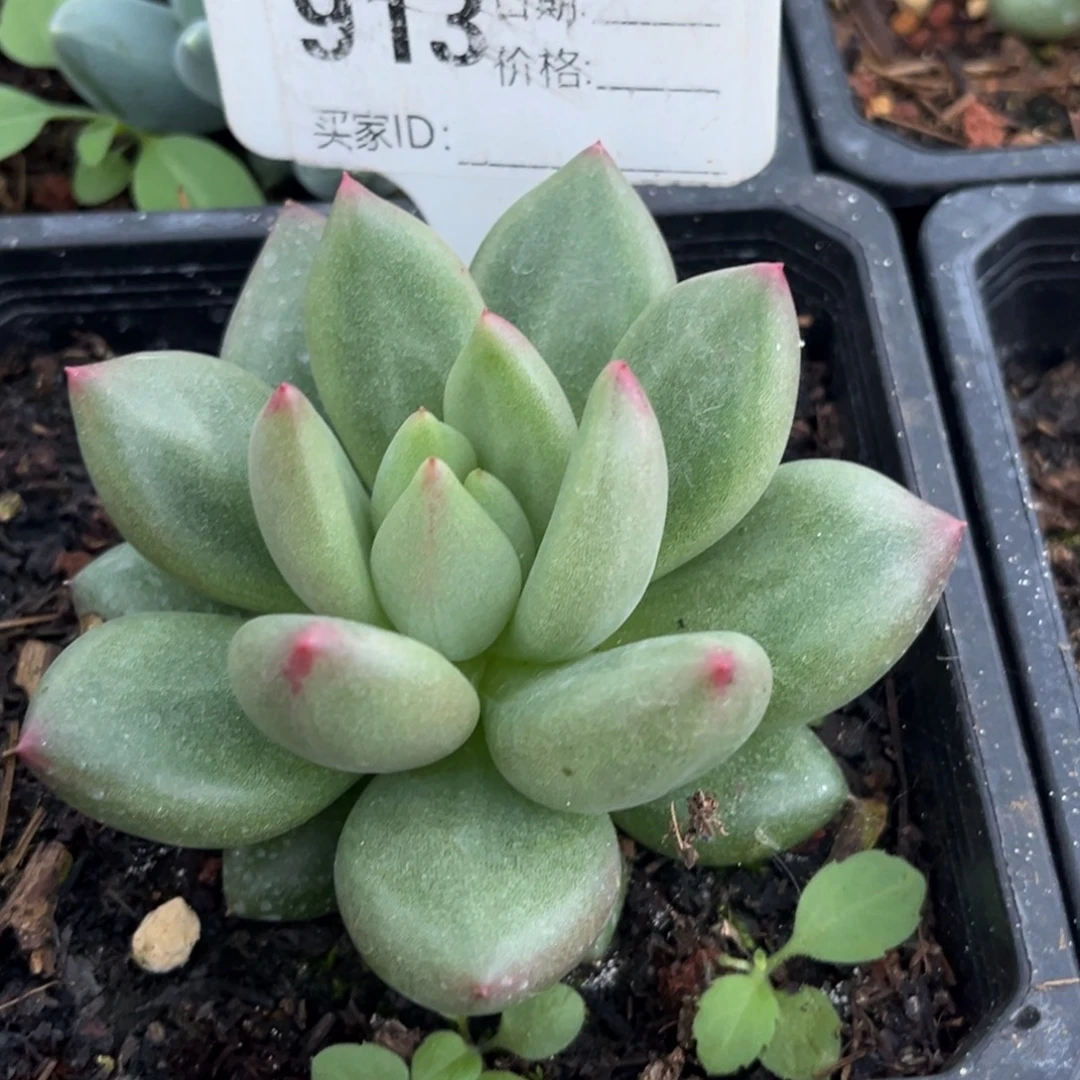 米其林多肉植物913